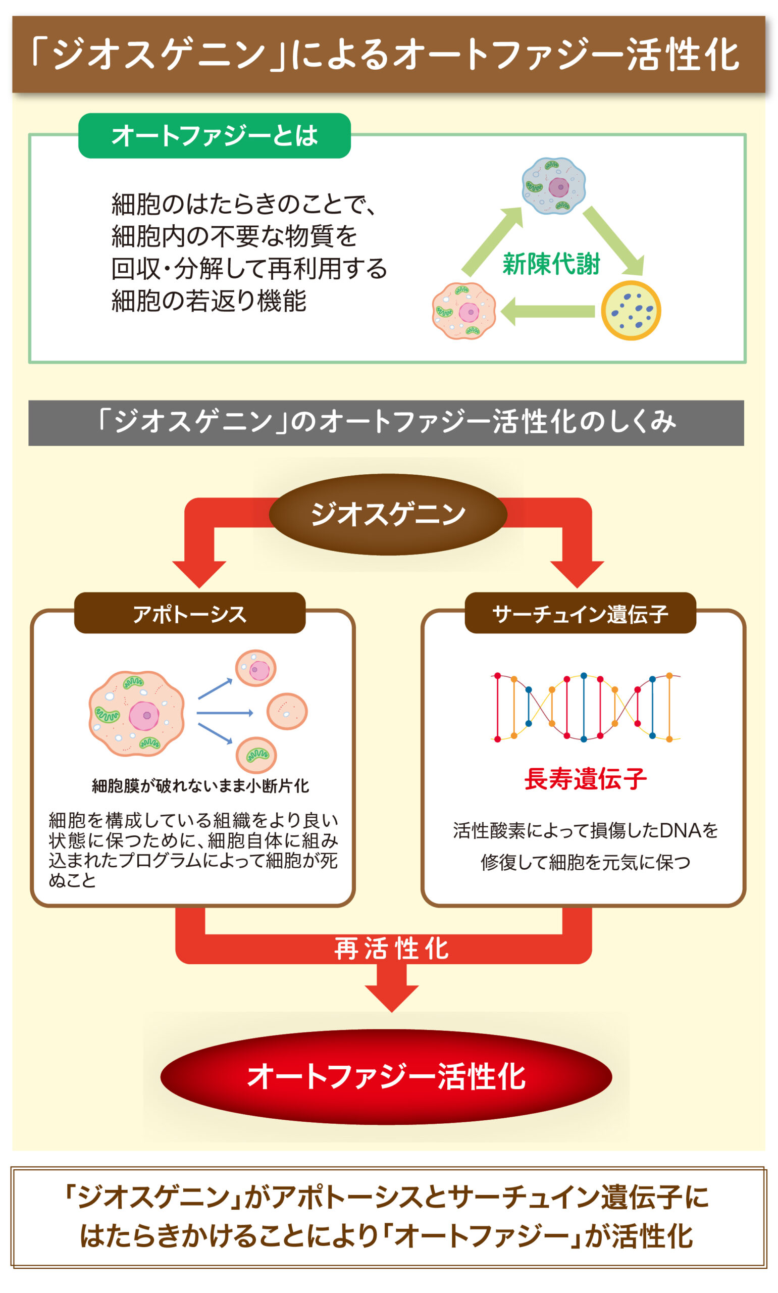 ジオスゲニン 山芋 ベネシード
