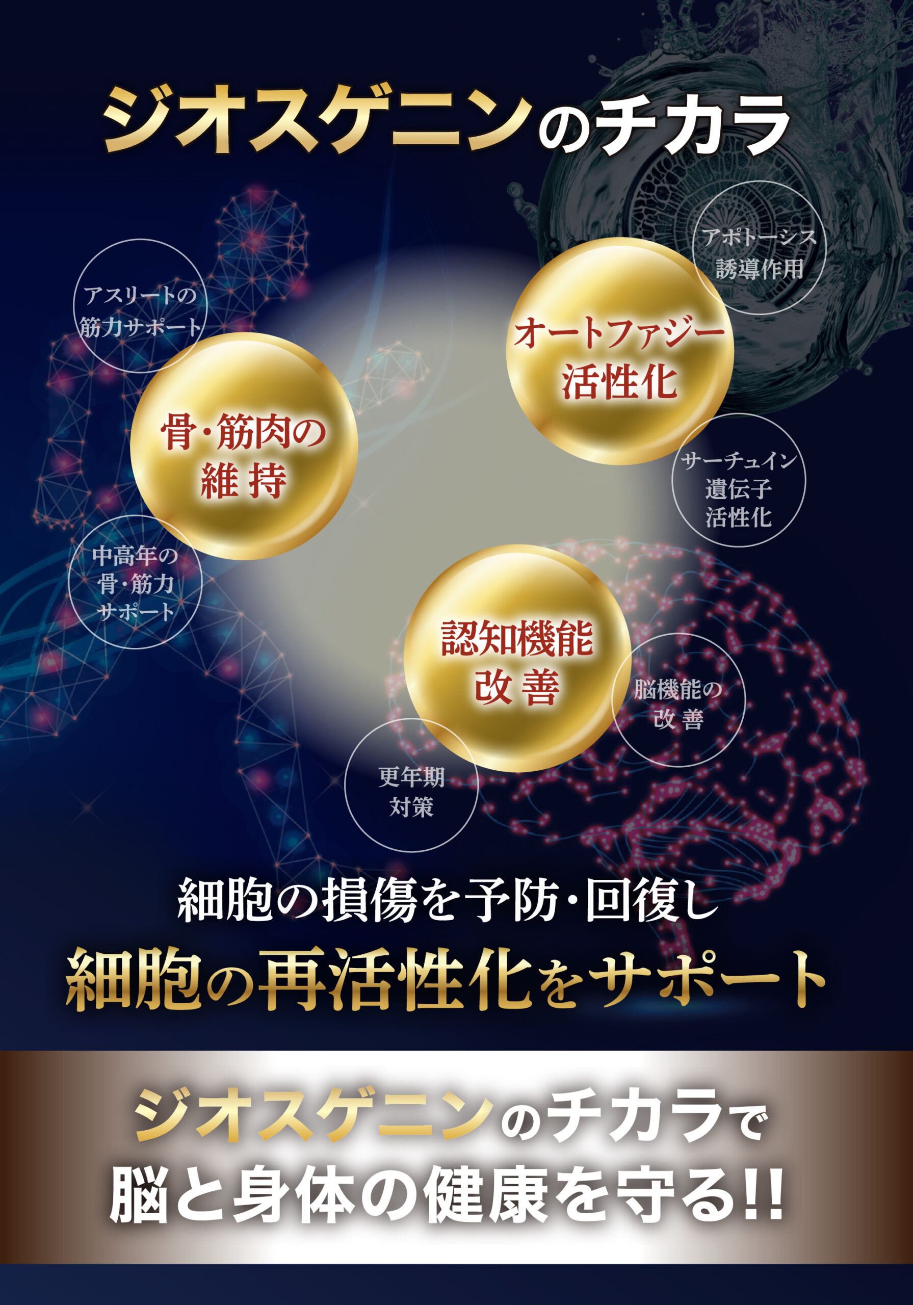 ジオスゲニン 山芋 ベネシード